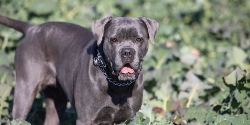 Cane Corso odrasli pas dobro razvijen