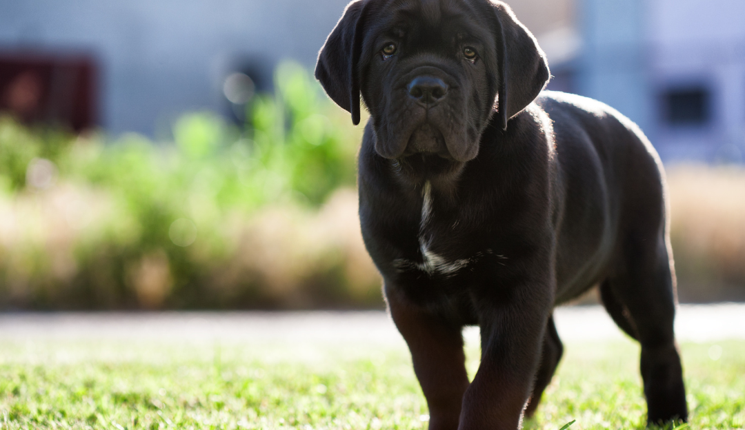 Štene rase Cane Corso
