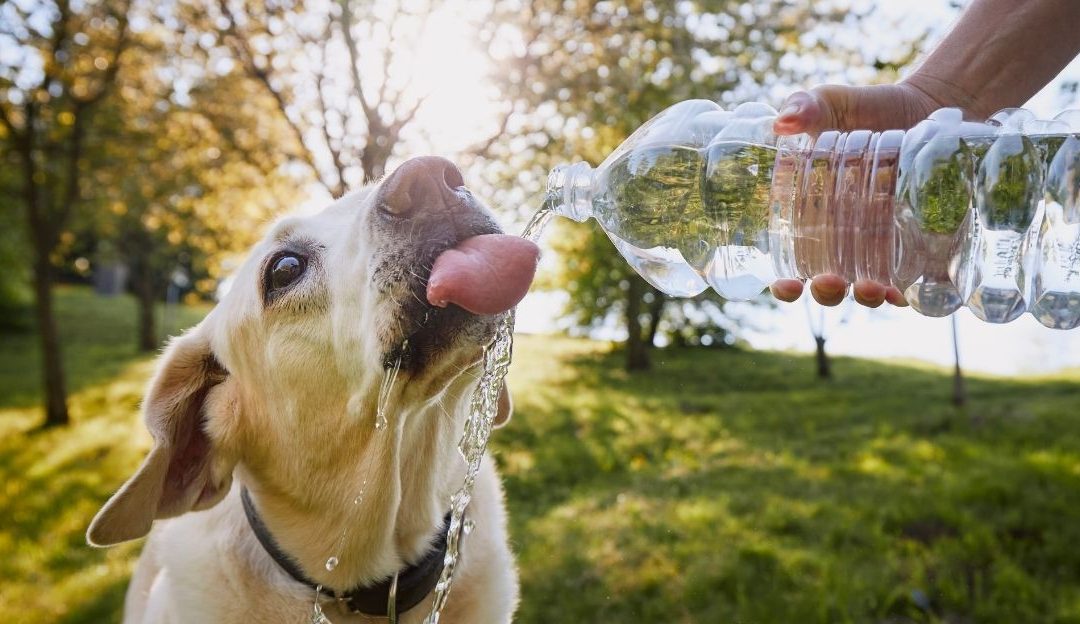 pas koji pije vodu iz flaše, hidratacija pasa