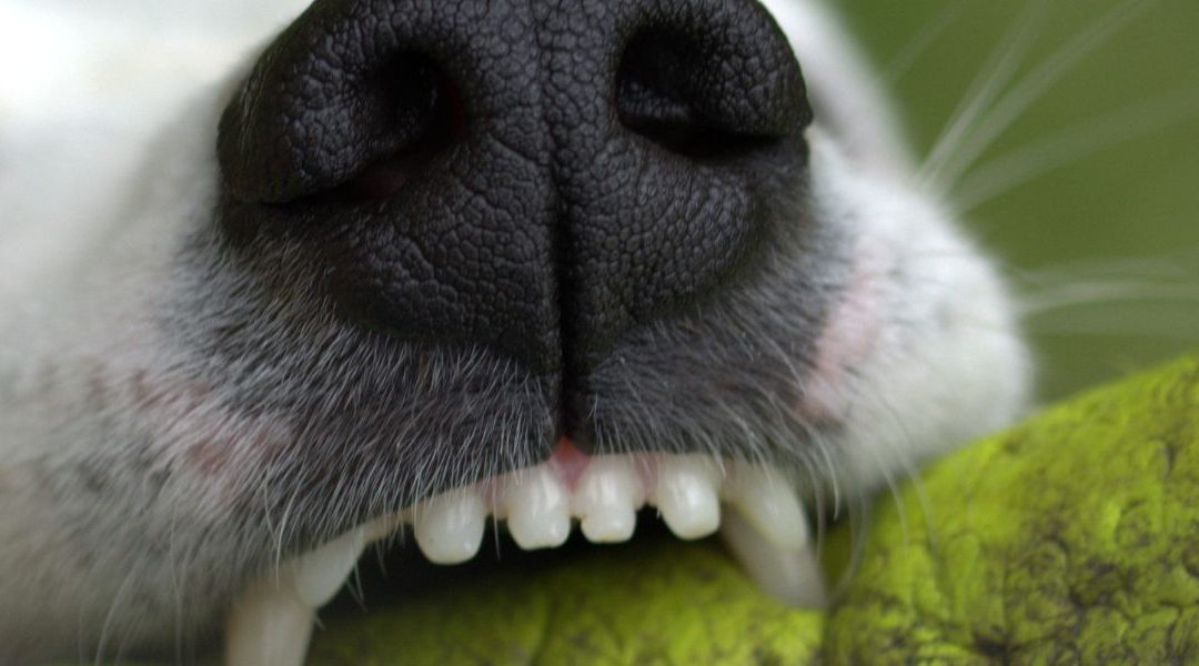 Klimavi zubi kod pasa zbog nedostatka magnezijuma i viška bakra