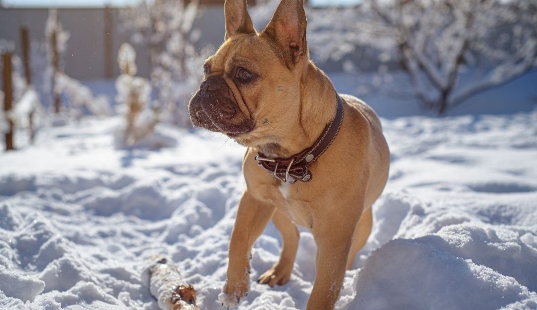 Kratkodlaki pas na snegu sa prirodnim slojem dlake koji ga štiti od hladnoće