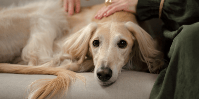 pas i vlasnik u mirnom kontaktu nakon epileptičnog napada