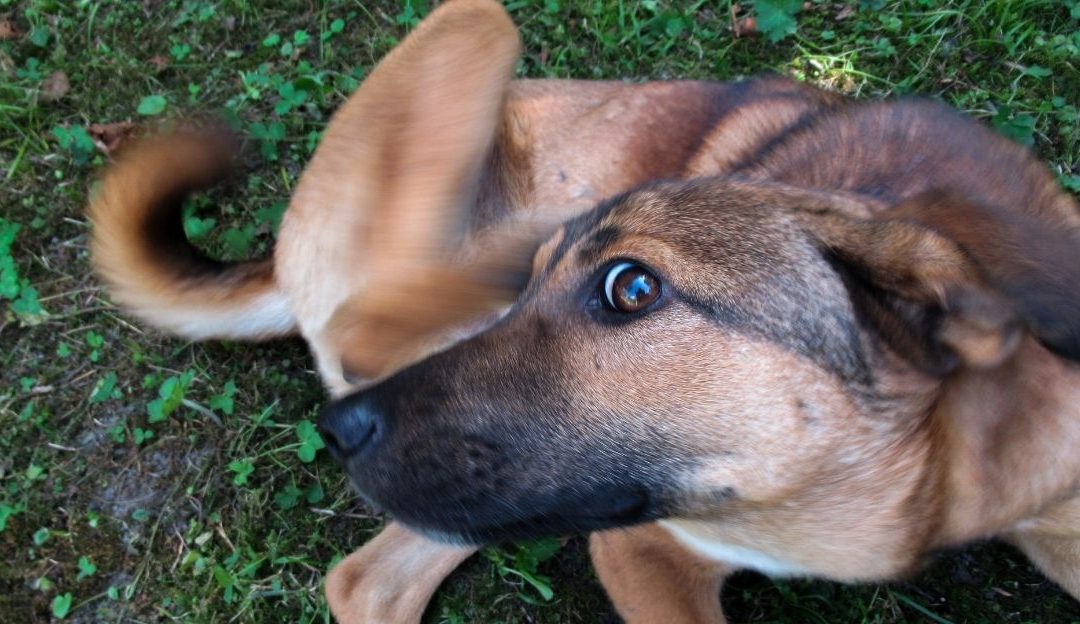 Pas se češe po uhu, prikaz simptoma alergije kod pasa