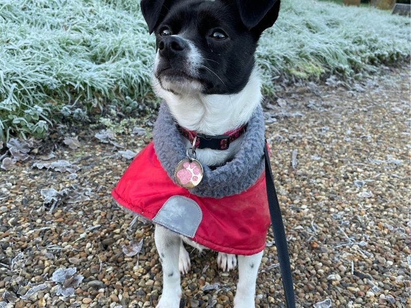 Pas pokazuje anksioznost dok ga vlasnik oblači za šetnju