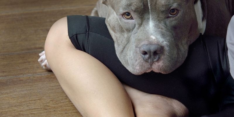 Čovek i pas u međusobnom poverenju – suština razumevanja