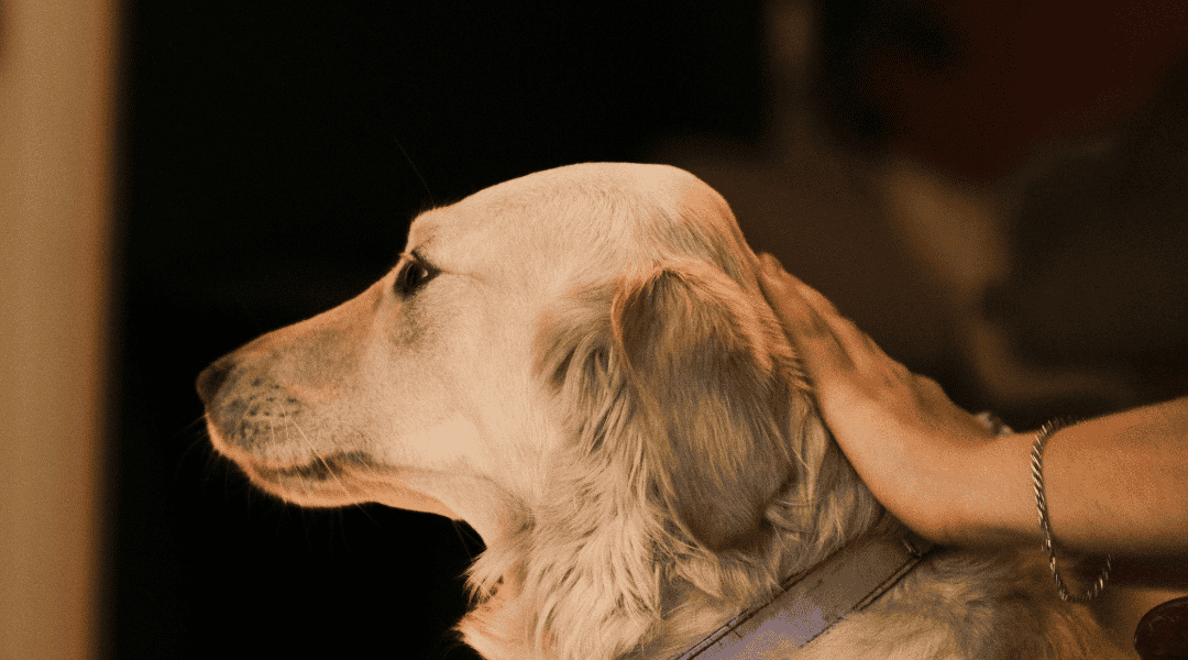 pas doživljava epileptični napad kod kuće