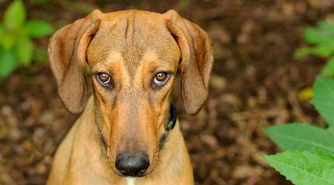 Eutanazija kao izdaja