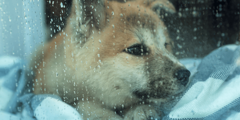 Pas gleda kroz prozor u kišni dan, izgubljen u tišini.