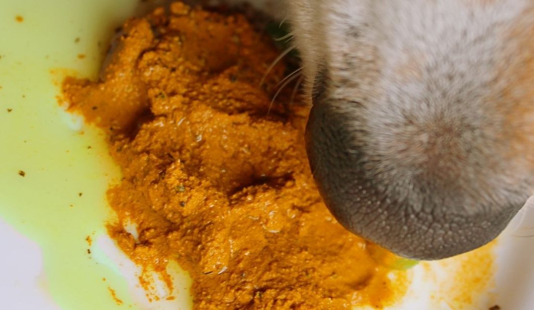 Bustovana zlatna pasta za pse – preparat za zglobove i zdravlje