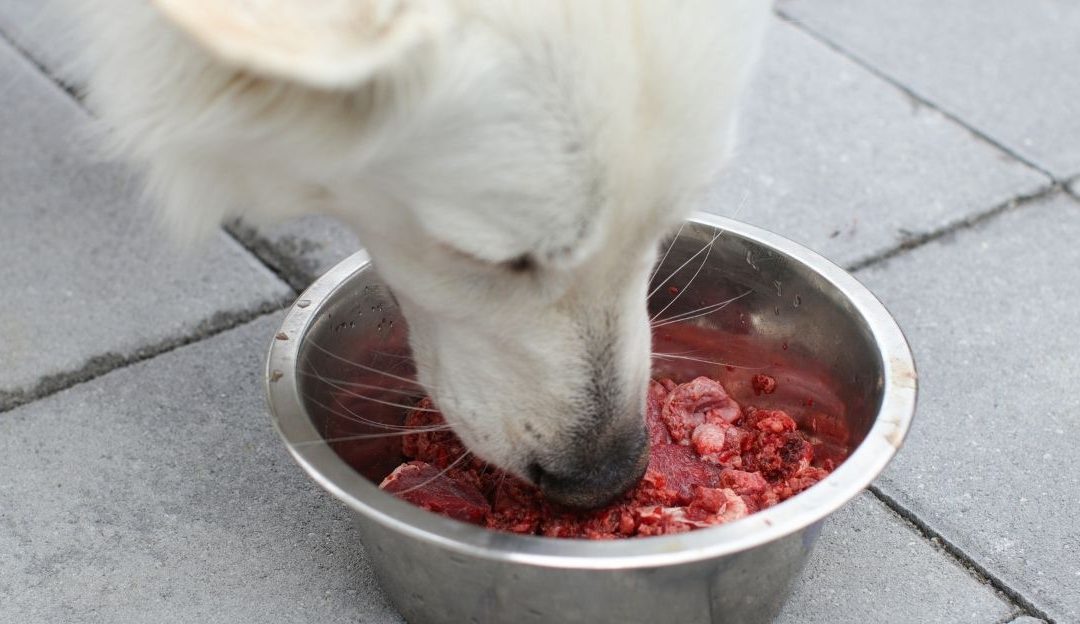 Pas jede iznutrice iz činije