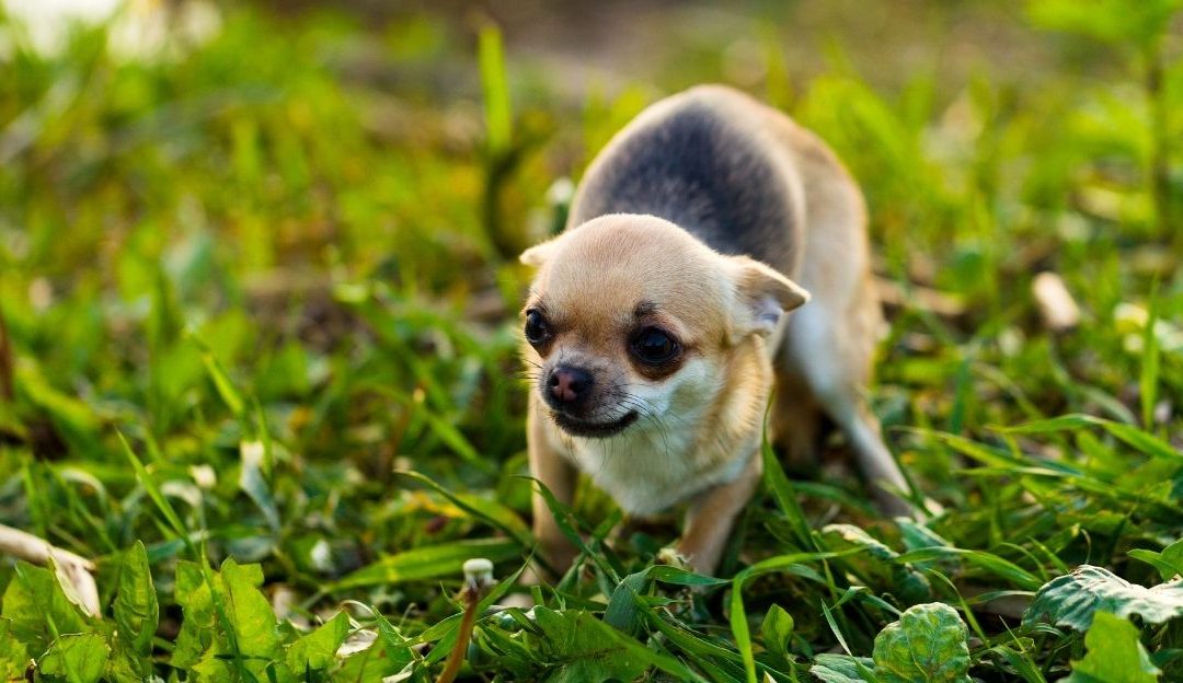 pas reži dok ga neko pokušava uzeti u ruke