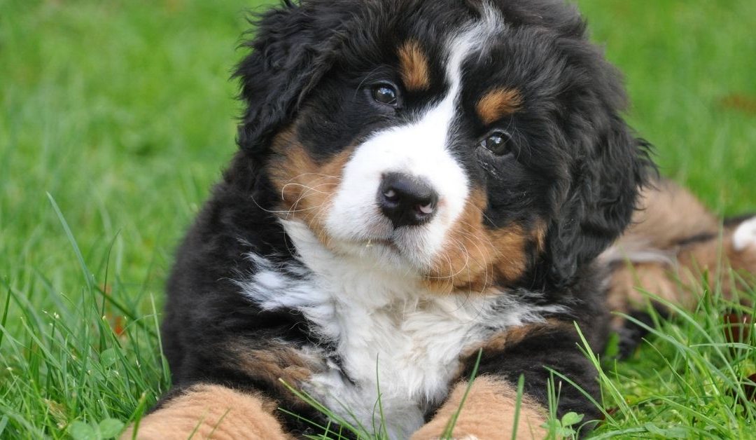 Pas leži na travi dok uživa u zdravoj i prirodnoj ishrani