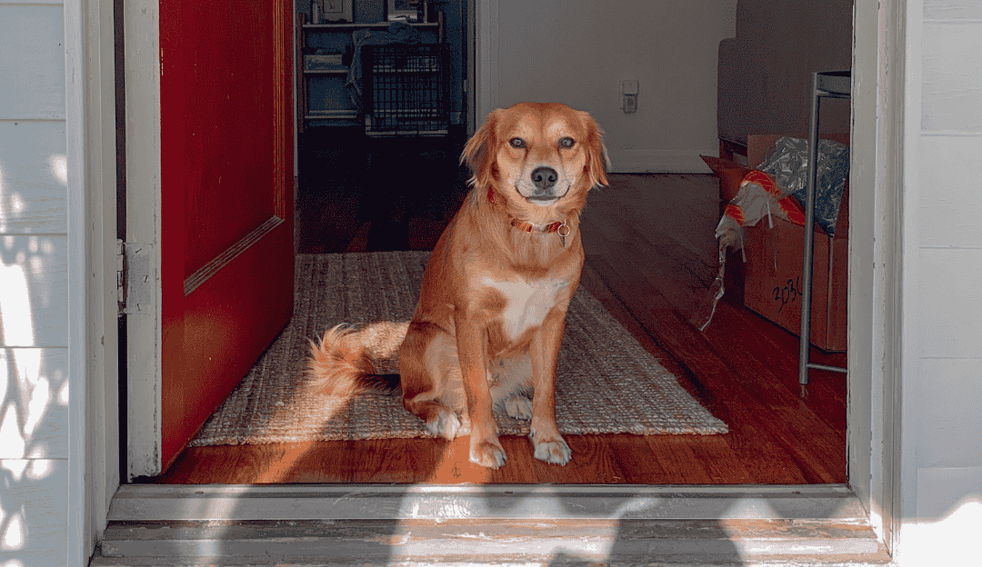 Pas koji ne želi da ide u šetnju, sedi ispred vrata i gleda vlasnika