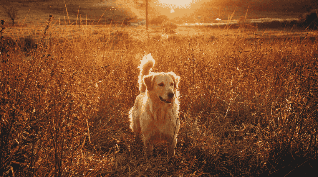 Pas sam na livadi u zalazak sunca, simbol bezuslovne ljubavi i tišine.