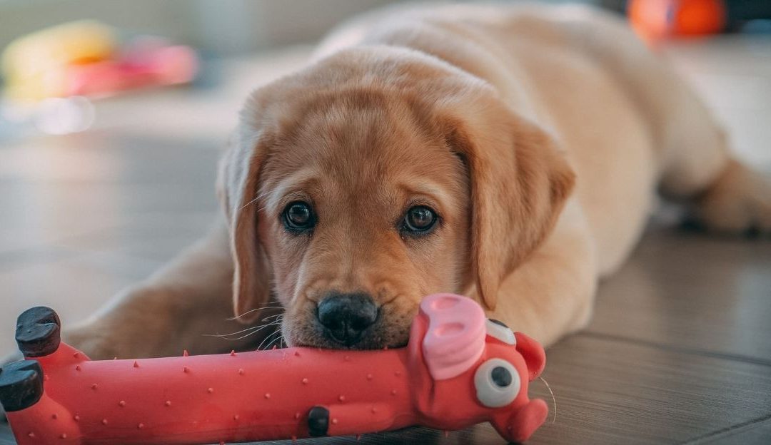 Pas okružen skupim proizvodima izgleda tužno – simbol potrošačkog pristupa ljubavi prema psima.