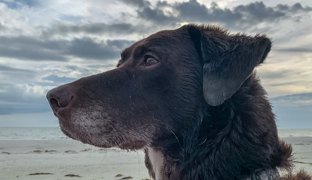 Sterilizacija i kastracija: Kontrola, trauma ili poštovanje života pasa?