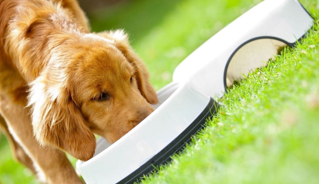 Pas jede prirodnu hranu bogatu magnezijumom i cinkom