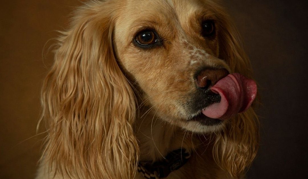 Pas sa zapušenim nosem – prirodna pomoć kod alergija