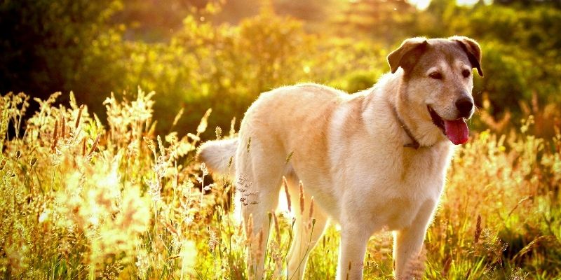 Pas koji sam stoji na livadi okružen zelenilom