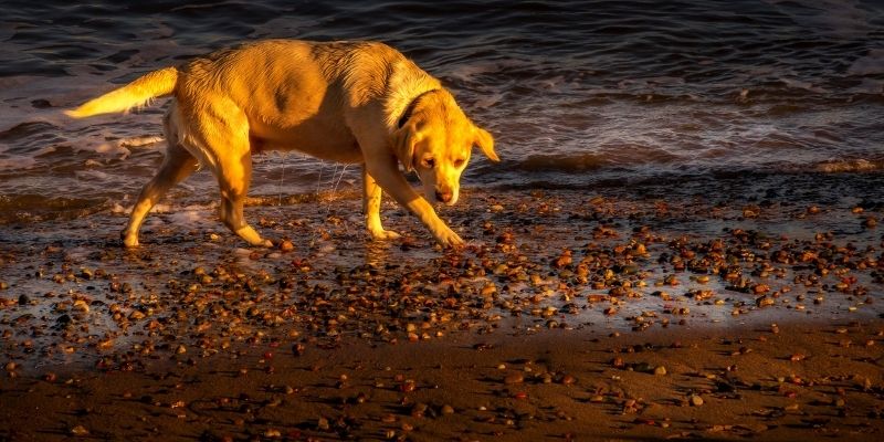 Pas koji sam luta plažom