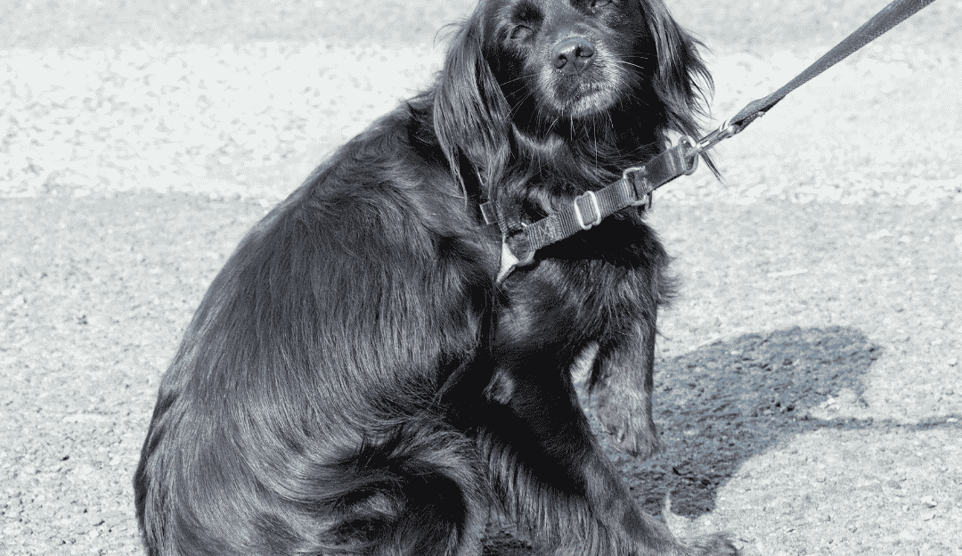 Pas se plaši vetra i naglih pokreta