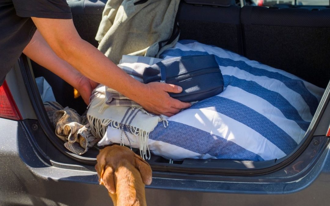 Pas se plaši vožnje kolima i pokazuje znakove stresa