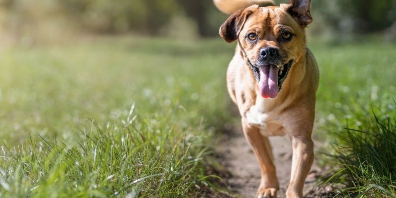 Pas trči kroz prirodu – simbol slobode i poštovanja života