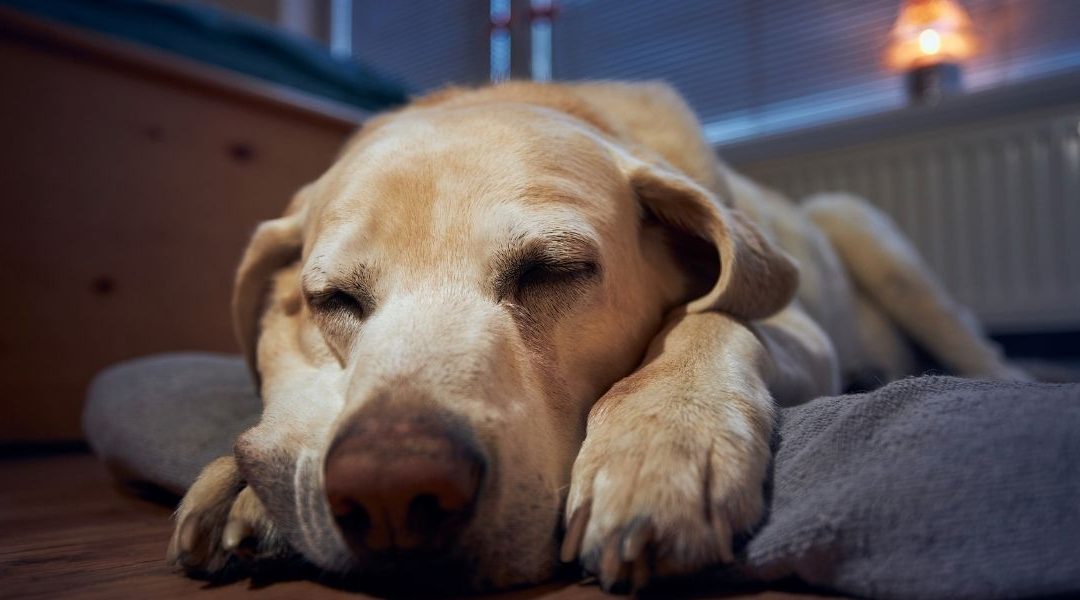 pas spokojno spava u svom krevetu