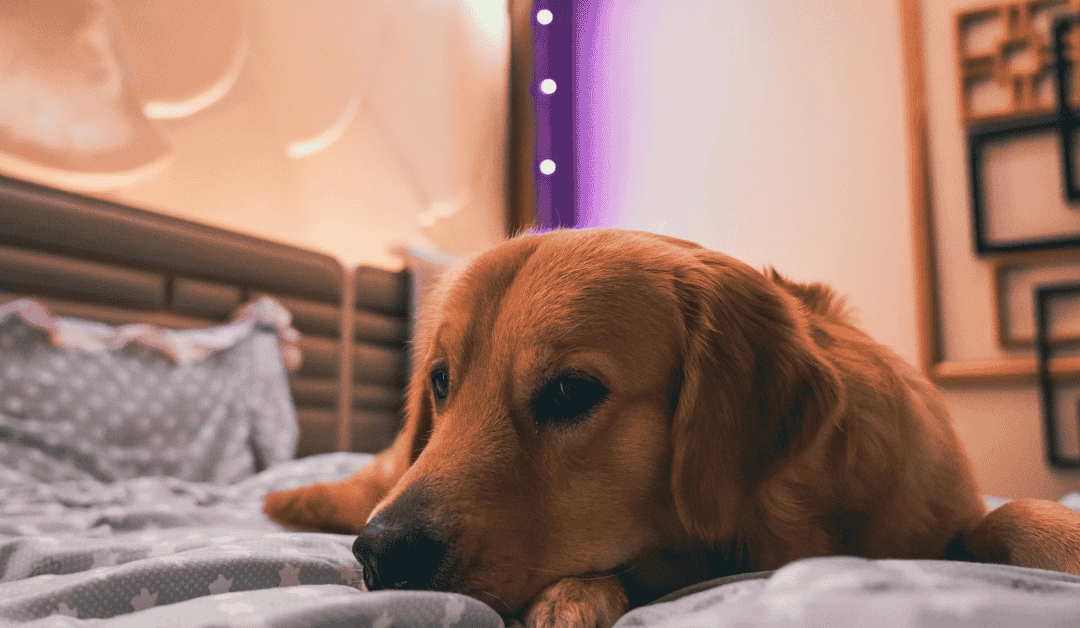 Pas koji se plaši buke petardi u kući