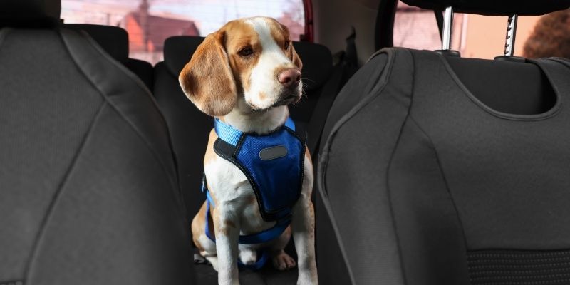  Pas uči da se smiri tokom vožnje kolima