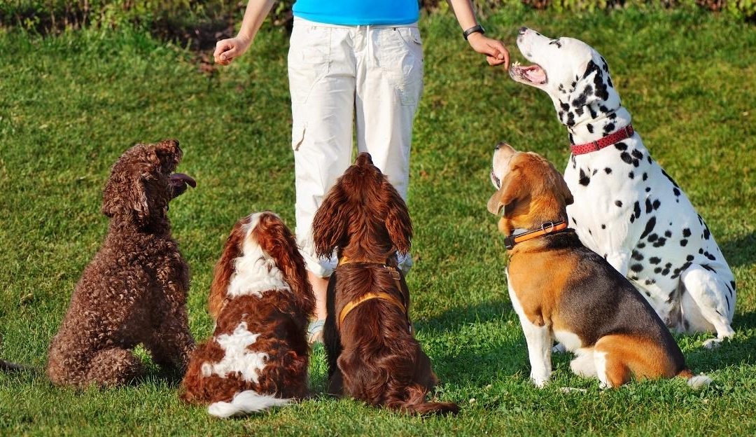 Pas i trener u mirnoj dresuri — rasprava o upotrebi prong ogrlice