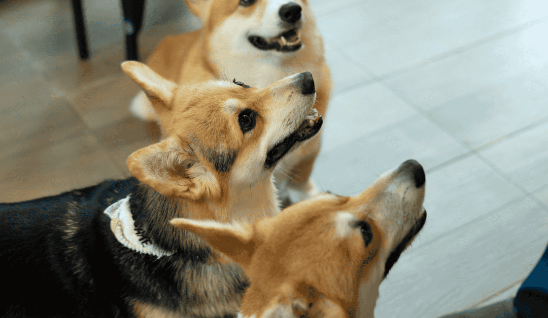 Tri psa strpljivo gledaju u vlasnika i čekaju svoj obrok