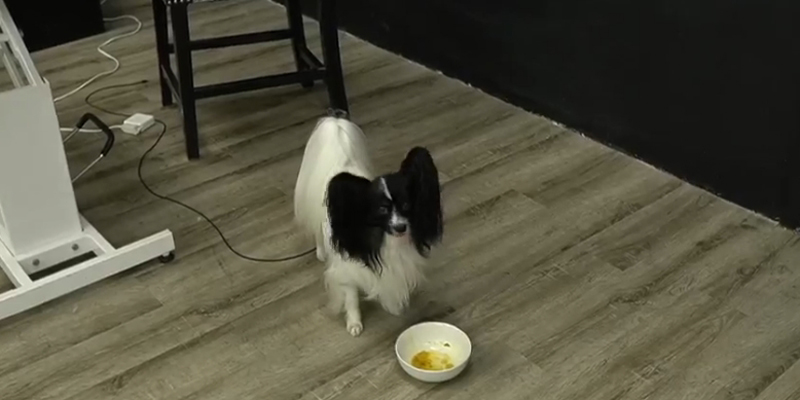 Ritual hranjenja psa prirodnom hranom sa kefirskim dodatkom