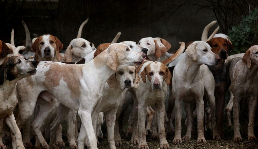 Grupa pasa u azilu gleda prema kameri, izrazi lica mešavina nade i tuge