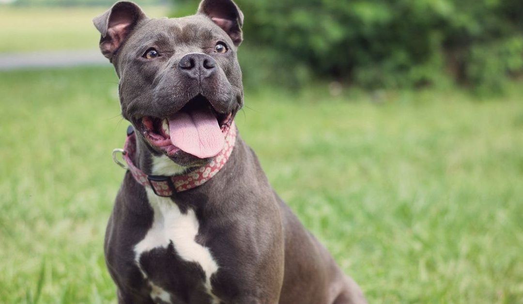 Put transformacije psa: korak po korak do zdravlja