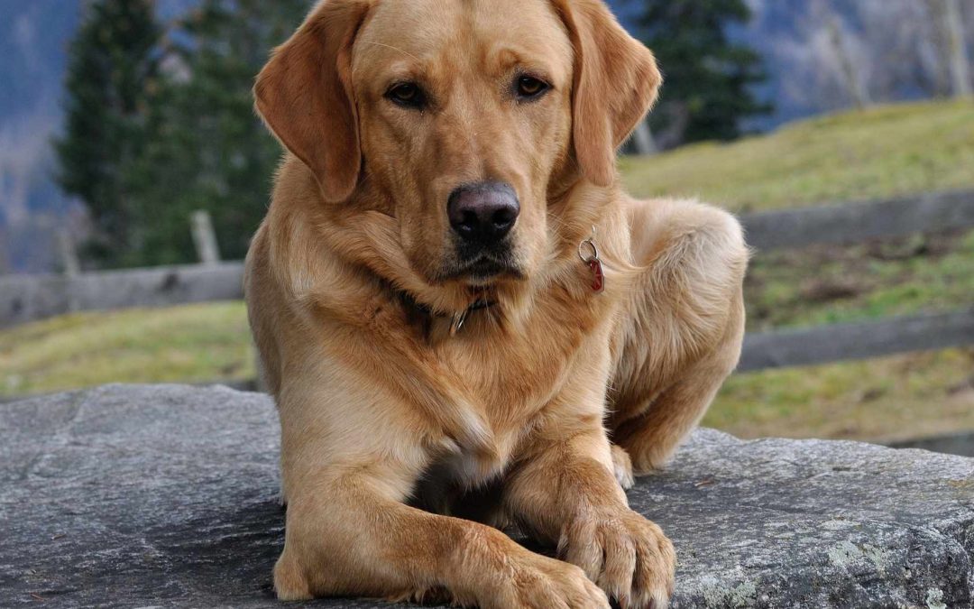 Srećan pas u prirodi – simbol zdravlja i vitalnosti