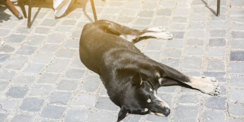 ulični pas spava na suncu