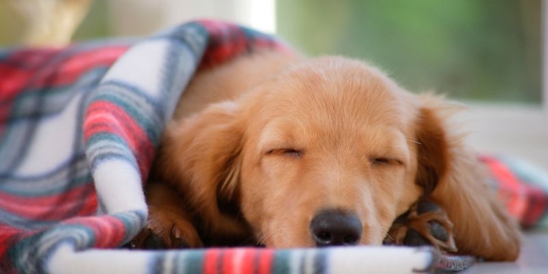 Vlasnik pravilno smiruje psa koji se plaši petardi