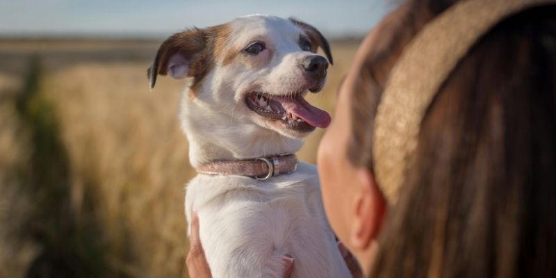 vlasnik gradi poverenje sa psom kroz smiren dodir