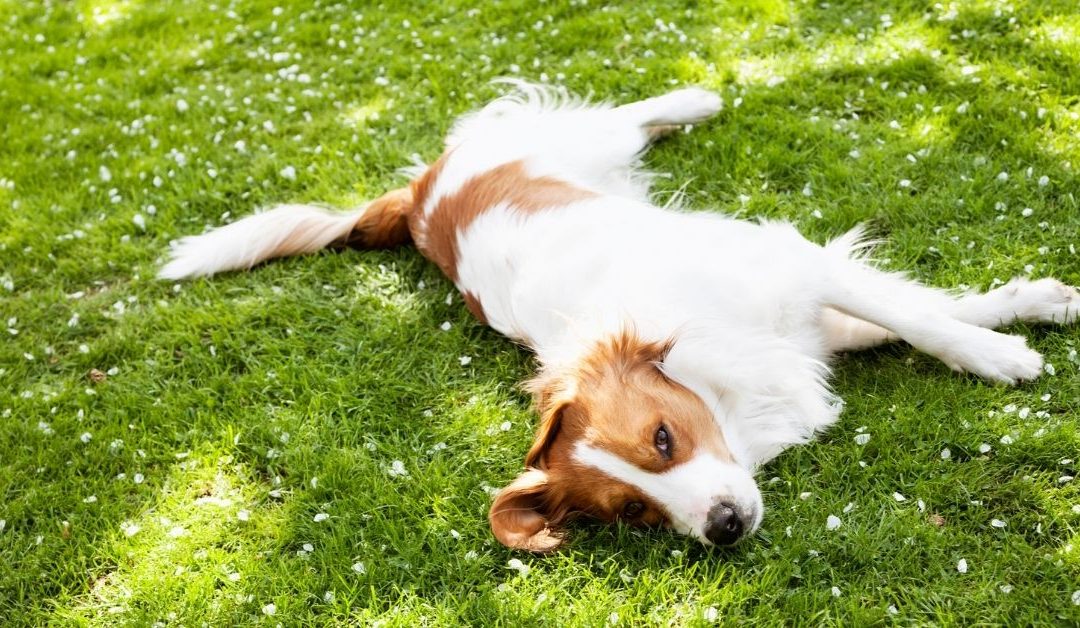 Zdrav i srećan pas u prirodi nakon pravilne ishrane