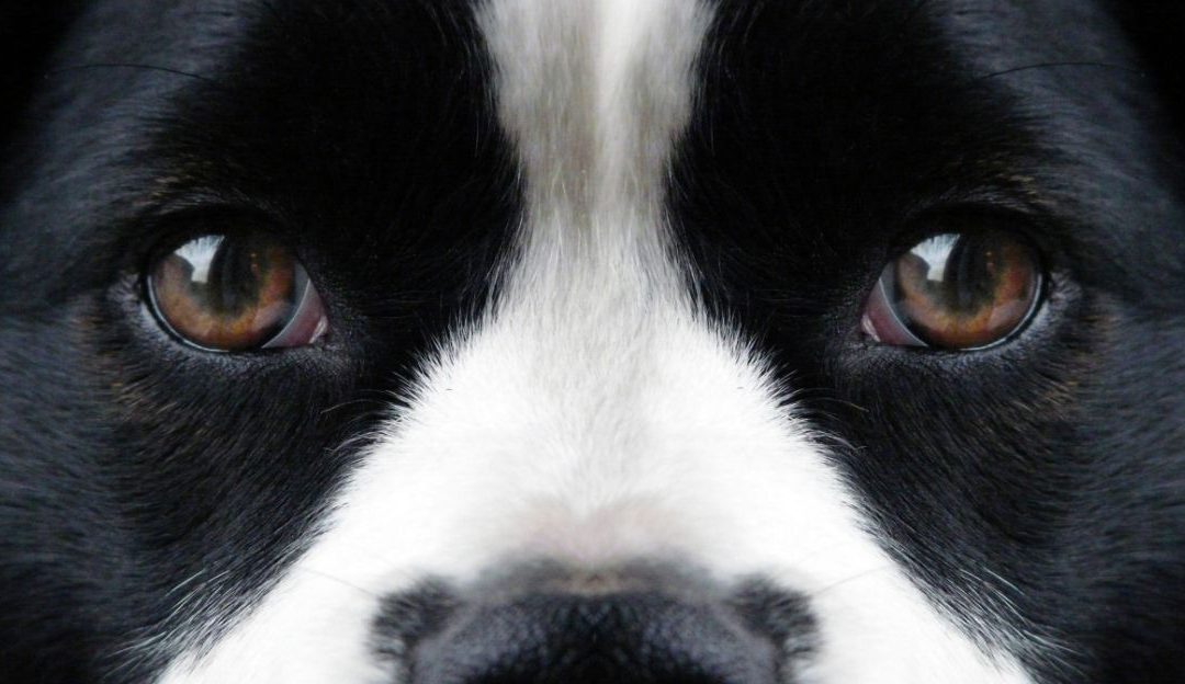 Psi i kultura konflikta u odnosima