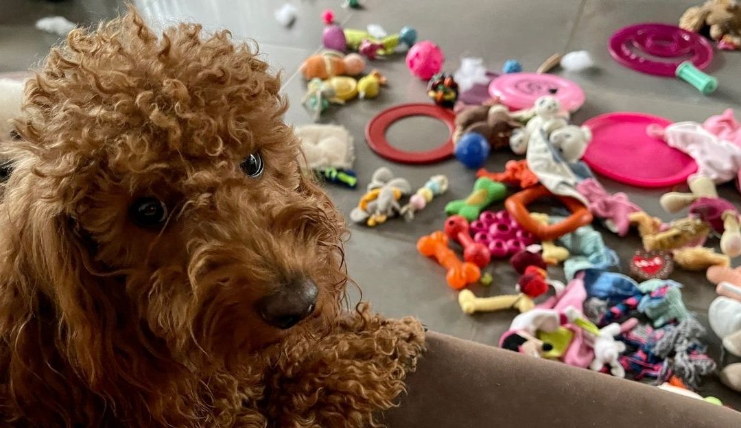 Vlasnik psa pokušava da kupi pažnju psa igračkom, ali pas deluje distancirano