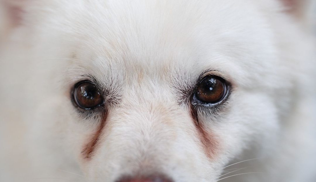 Pas sa crvenim suzama oko očiju – znak stresa i bakterijskog disbalansa