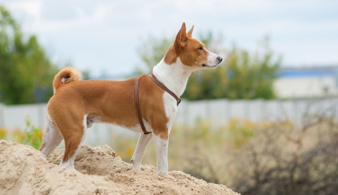 Pas gleda u daljinu – simbol refleksije i razumevanja bez osude.
