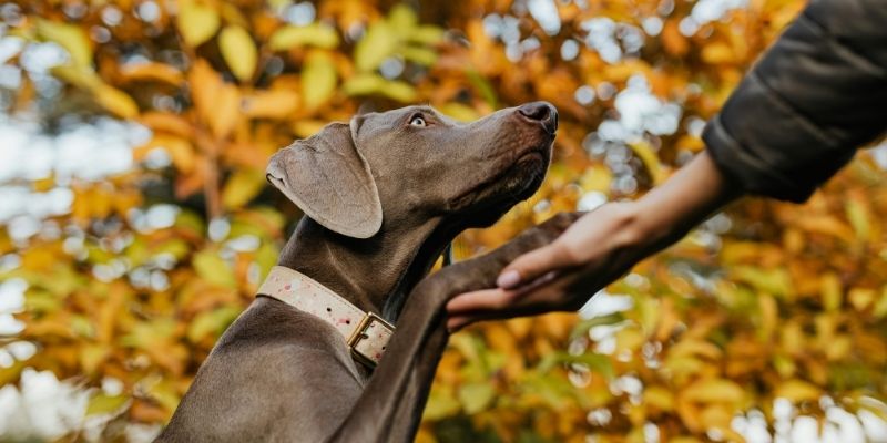  Pas gleda vlasnika s poverenjem – simbol duboke emocionalne povezanosti