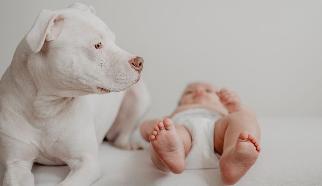 Pas leži pored deteta i čuva ga dok spava, simbol povezanosti i tihe podrške.