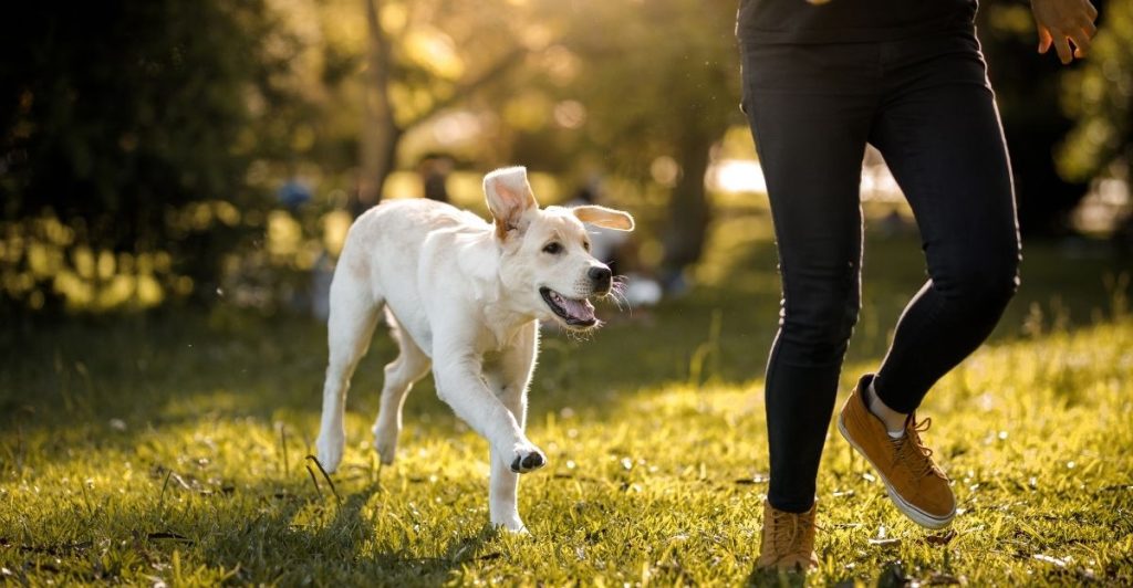 Vlasnik i pas u trenutku prisutnosti i povezanosti, suprotno kupovini pažnje psa