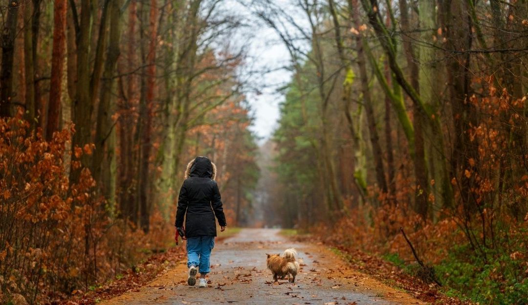 Poredak harmonije: Kada pas postane glas duše koju nismo čuli