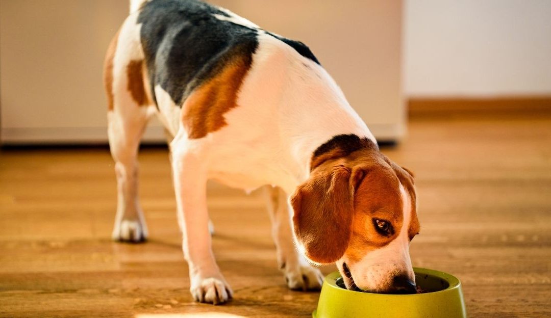 Pas jede domaći obrok koji sadrži ribu kao dodatni izvor proteina.