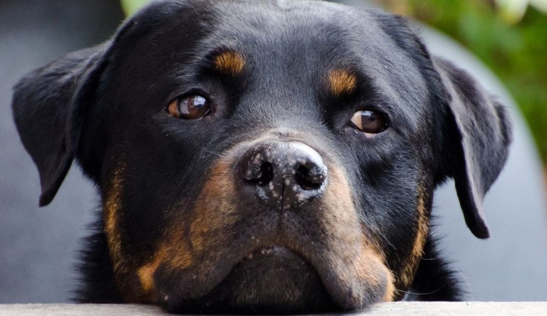 Pas nije dodatak: Kako emocije ljudi oblikuju telo i ponašanje pasa